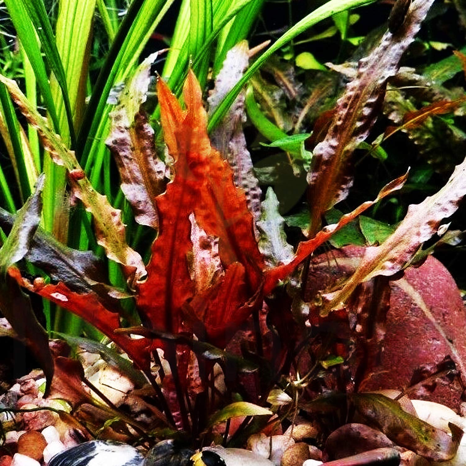 Cryptocoryne Wendtii 