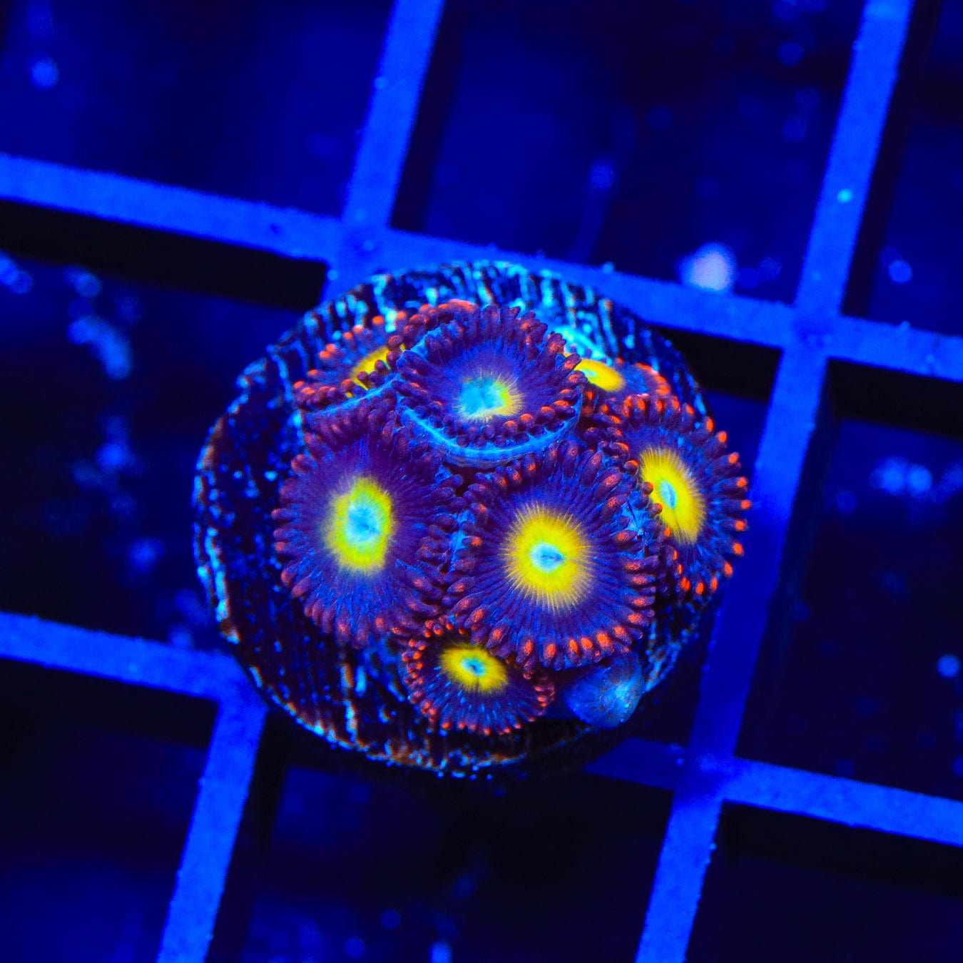 Premium Circus Freak Zoanthids Coral for Saltwater Aquariums - Vibrant Colorful Coral for Reef Tanks & Marine Displays