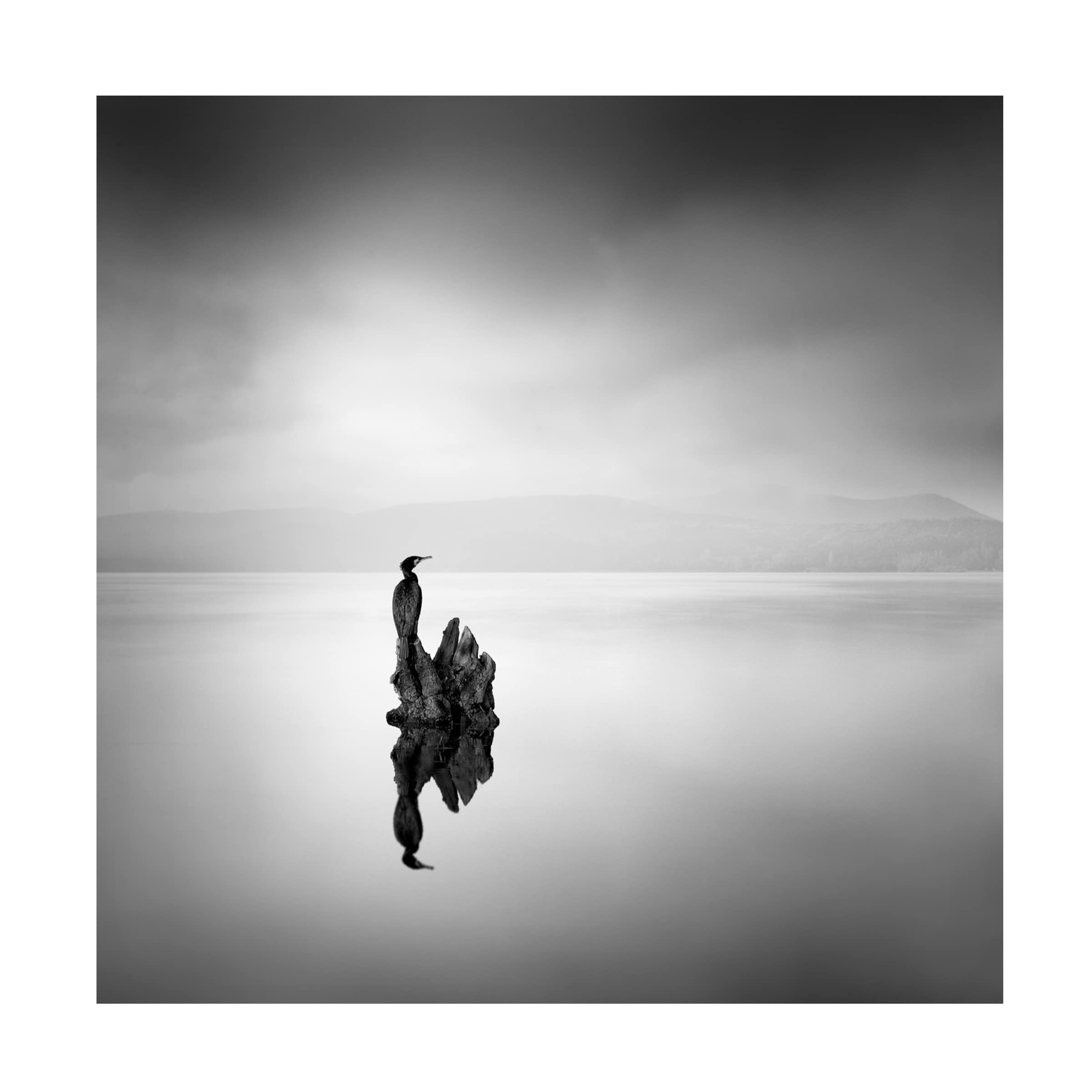 George Digalakis 'Cormorant 2' Canvas Wall Art Print - Modern Coastal Bird Photography for Living Room & Bedroom Decor