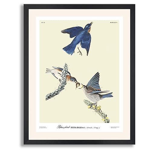 Blue Bird