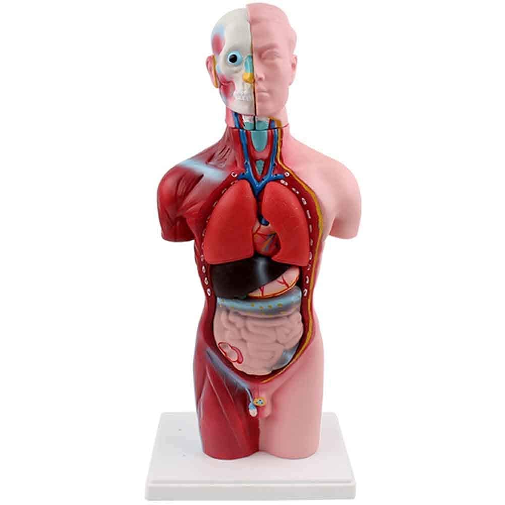 Mini Human Body Anatomy Model - 28CM Visceral Torso with 15 Removable Parts | Easy Assembly Educational Tool for Medical Students, School Science Class & Home Learning | Perfect for Biology Study, Doctor Office Display & STEM Education