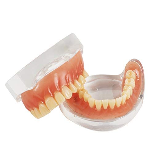 Adult Standard Teeth Demonstration Model with Removable Teeth - Dental Teaching Tool for Students & Professionals | Perfect for Classrooms, Dental Offices & Training Labs