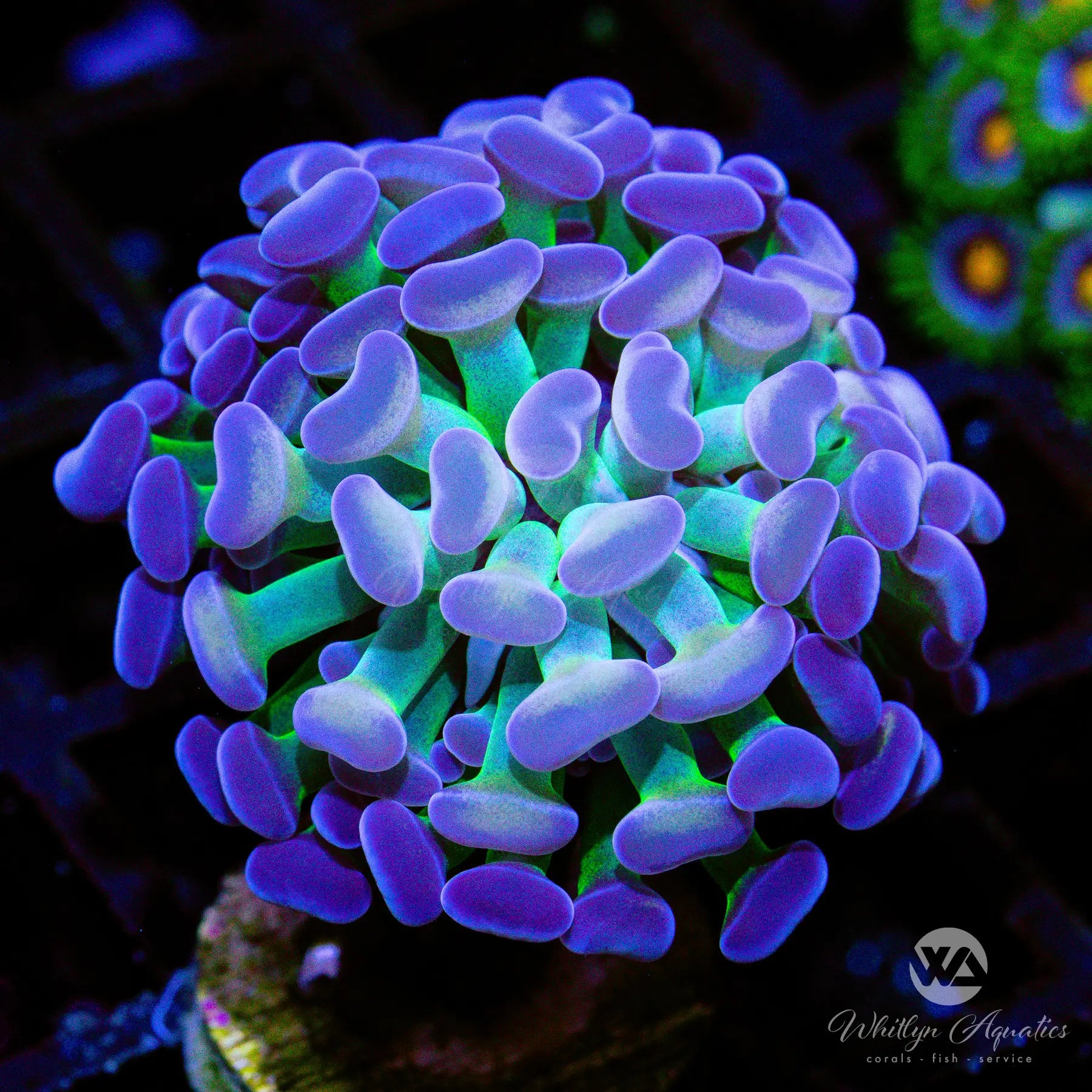Frostbite Branching Hammer Coral - A47 WYSIWYG Live Coral for Saltwater Aquariums | Perfect for Reef Tanks & Marine Displays