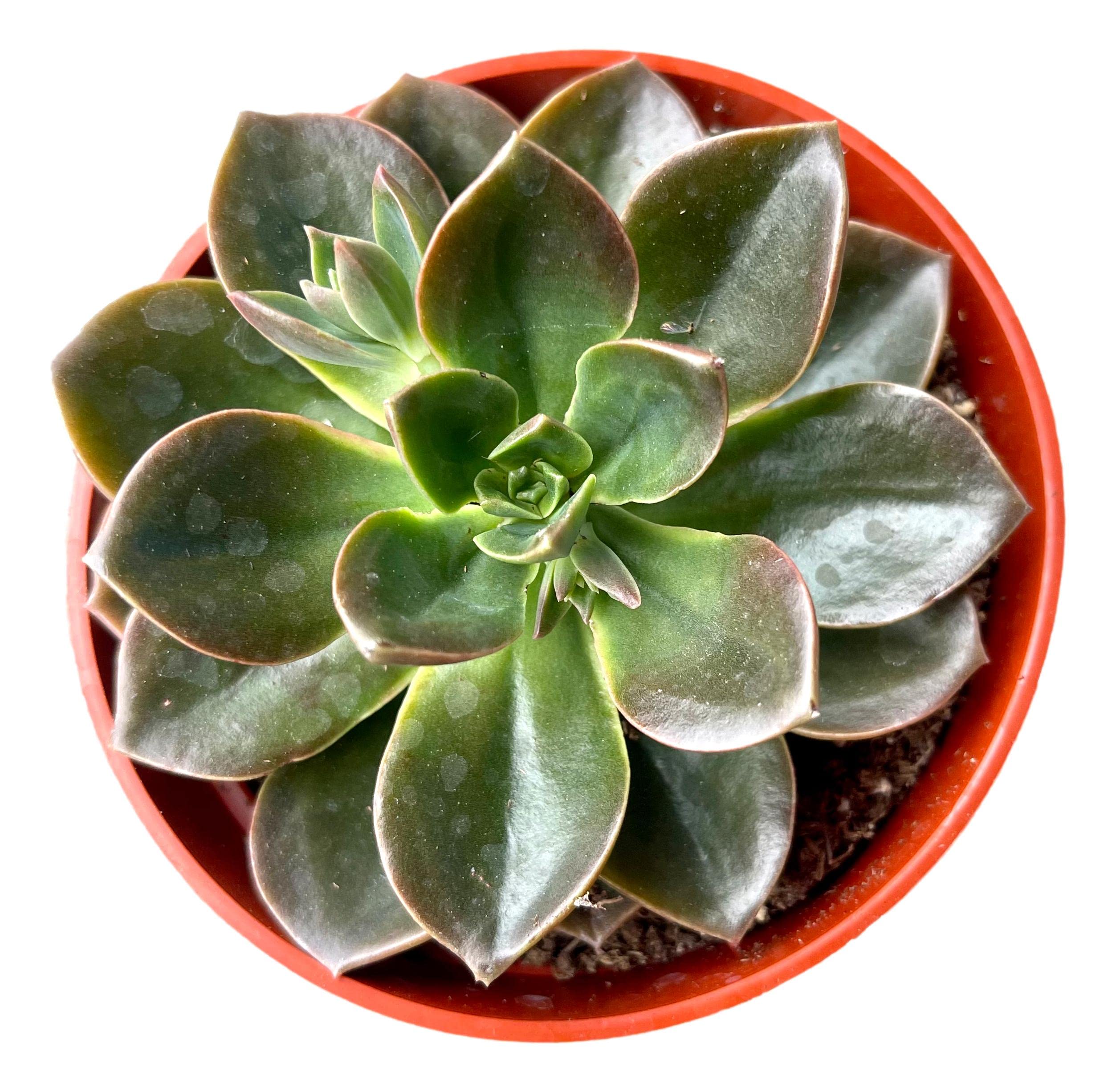 Live Echeveria Succulent Plant - 4 Inch Burgundy Pearl in Plastic Growers Pot | Indoor Houseplant, Office Decor, Gift Idea