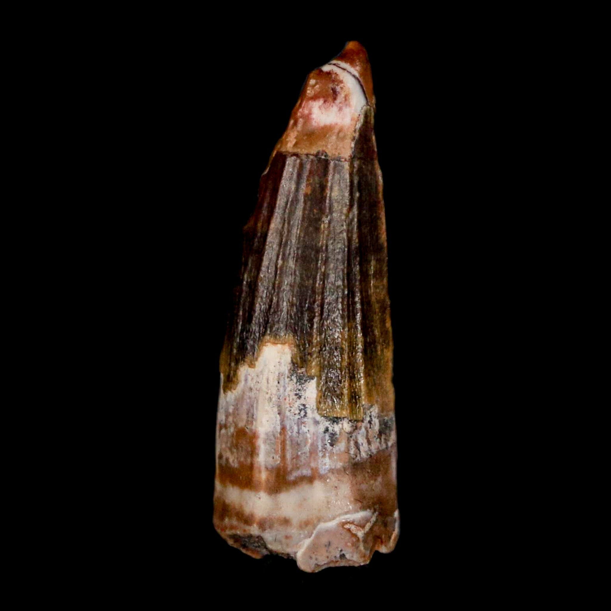 Authentic Suchomimus Fossil Tooth - Cretaceous Spinosaurid Dinosaur Specimen from Niger with COA | Perfect for Paleontology Collections, Educational Displays & Dinosaur Enthusiasts