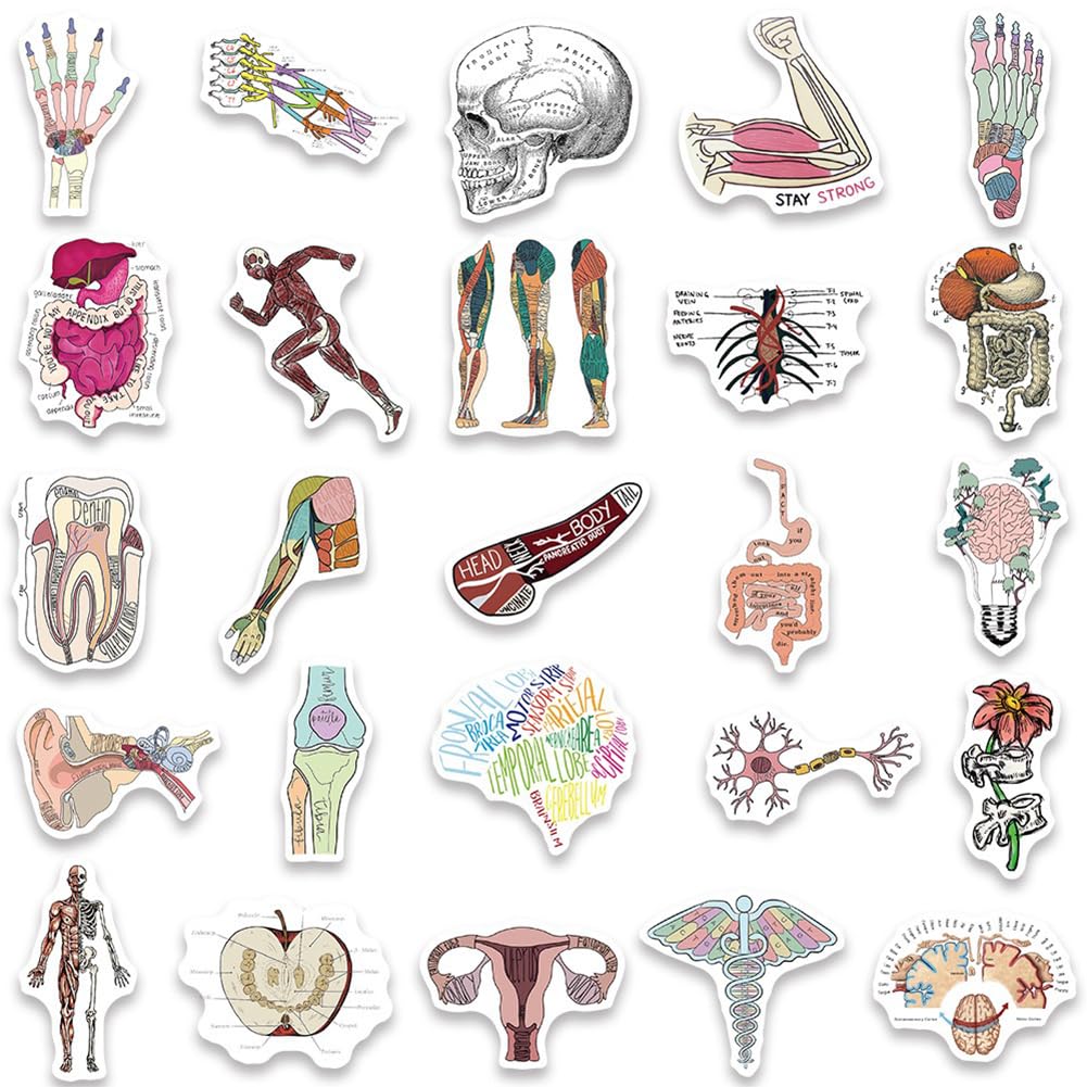 50Pcs Human Body Anatomy Stickers - Waterproof Vinyl Decals for Water Bottles, Laptops, Bikes & More - Perfect for Medical Students, Science Lovers & DIY Decor (Classroom, Home, Office Use)