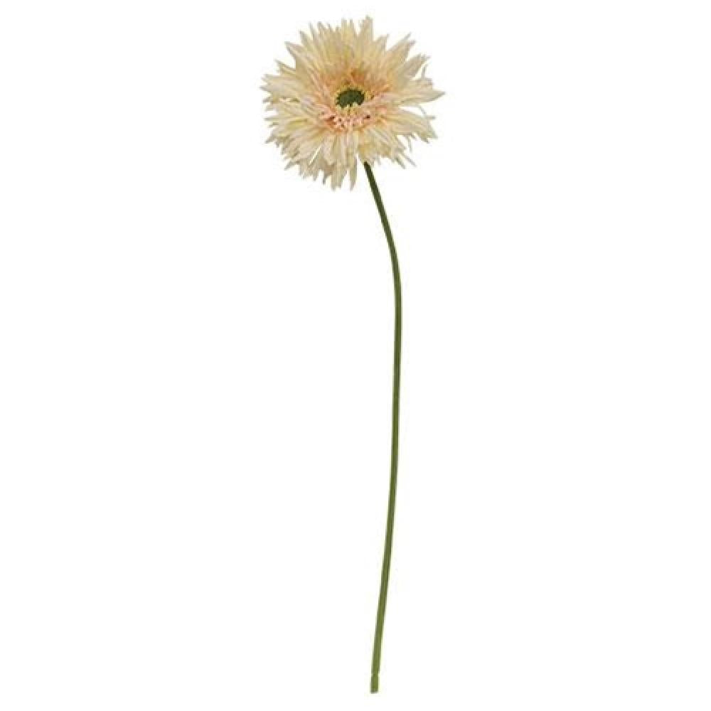 Gerbera Daisy Stem Cream Pink - Fresh Cut Flowers for Home Decor, Weddings & Floral Arrangements