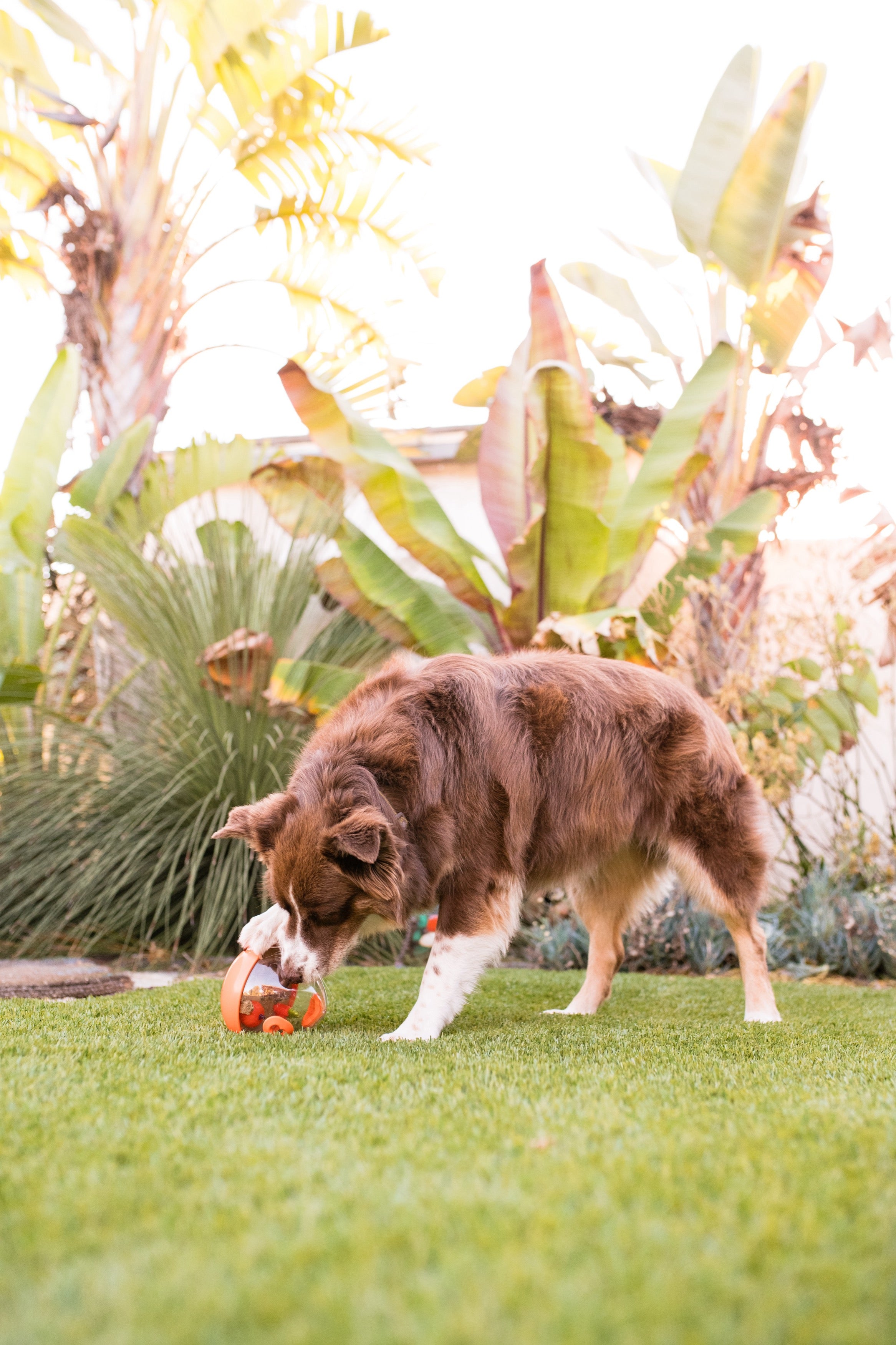 Wobble Ball Dog Toy with Treat Dispenser - Orange | Interactive Pet Play Toy for Dogs - Fun Training & Mental Stimulation for Small & Large Breeds - Indoor & Outdoor Use