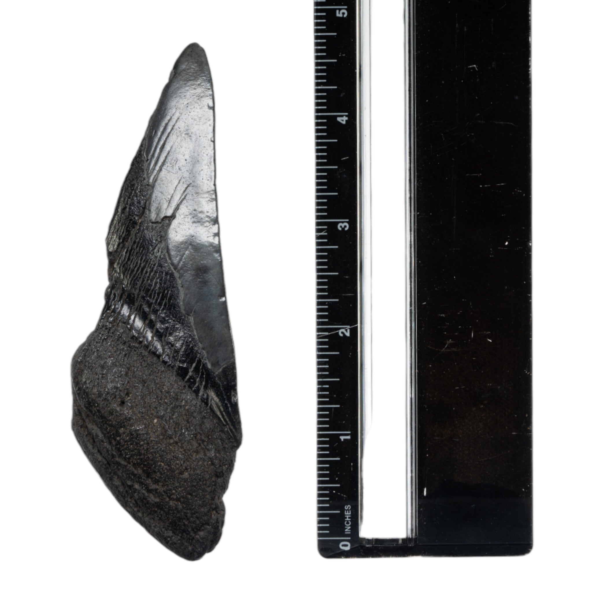 Authentic Real Megalodon Shark Tooth Fossil - Half Size - Perfect for Collectors, Jewelry Making & Educational Displays