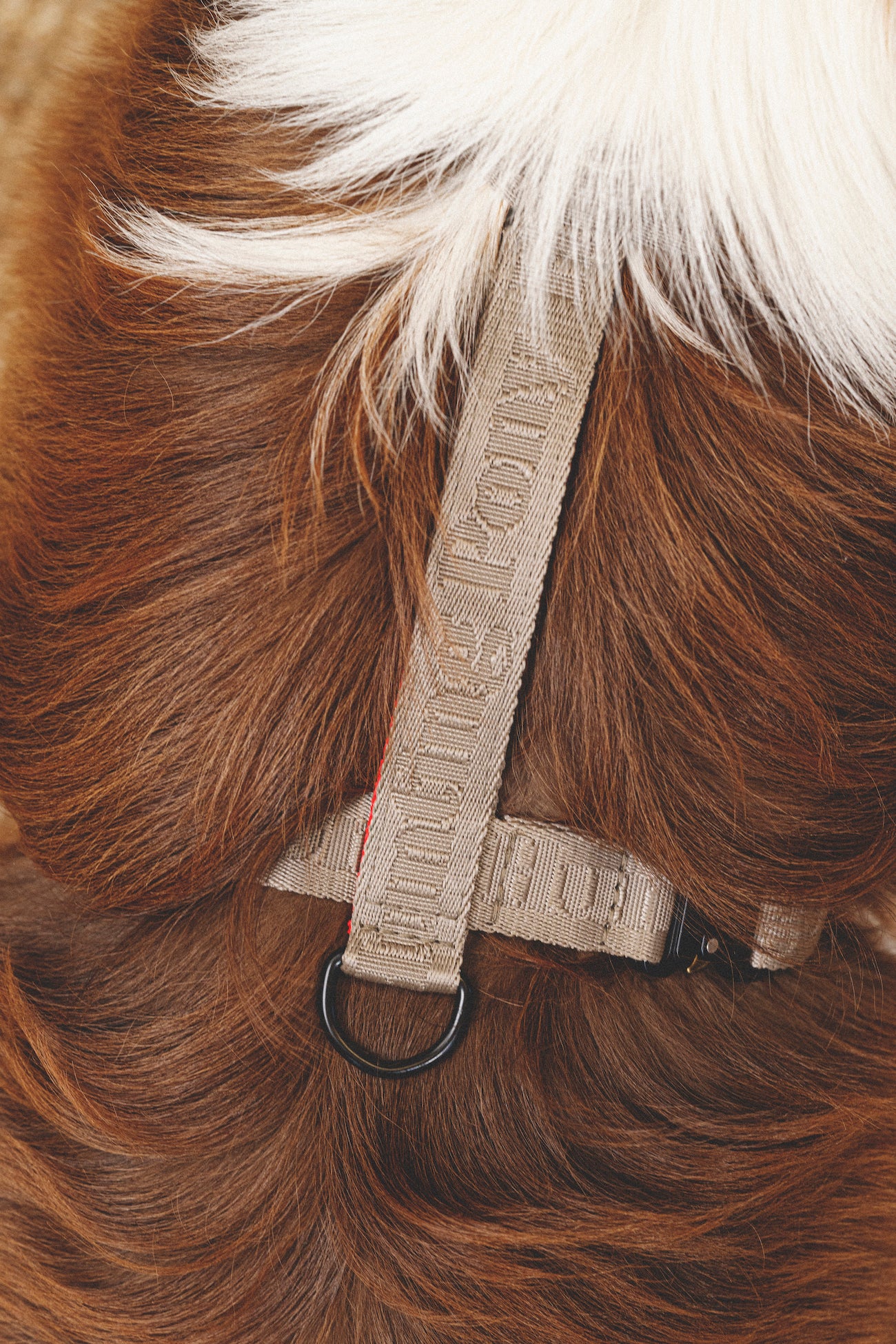 Pony Companiony Gray Dog Harness - Adjustable Pet Harness for Small & Medium Dogs - Perfect for Walking, Hiking & Outdoor Adventures