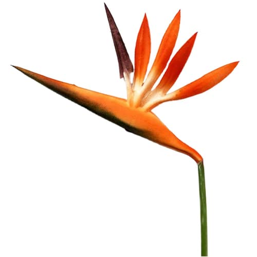 Orange Red