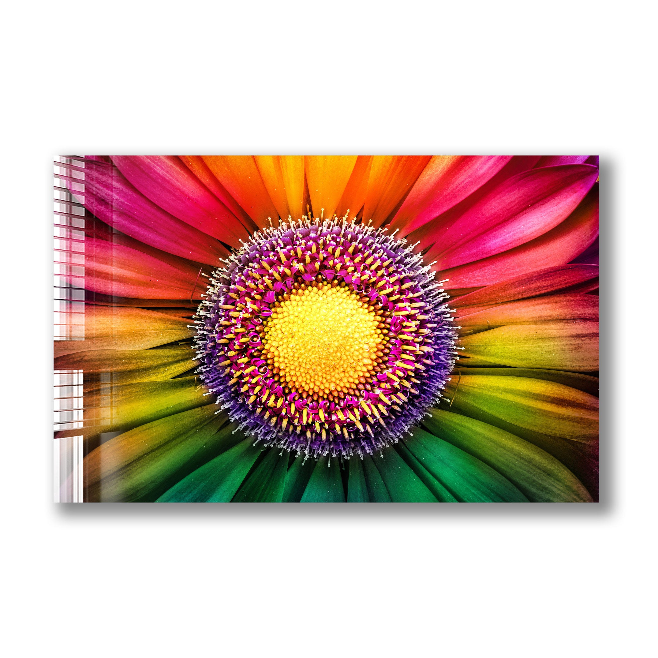 Fresh Gerbera Daisy Flowers - Bright & Cheerful Bouquets for Home Decor, Weddings & Special Occasions