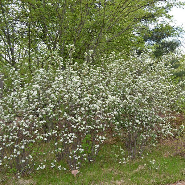 Buy Red Chokeberry (Aronia arbutifolia) Plants Online - Premium Berry Bushes for Home Gardens & Landscaping - Perfect for Jams, Juices & Healthy Snacks