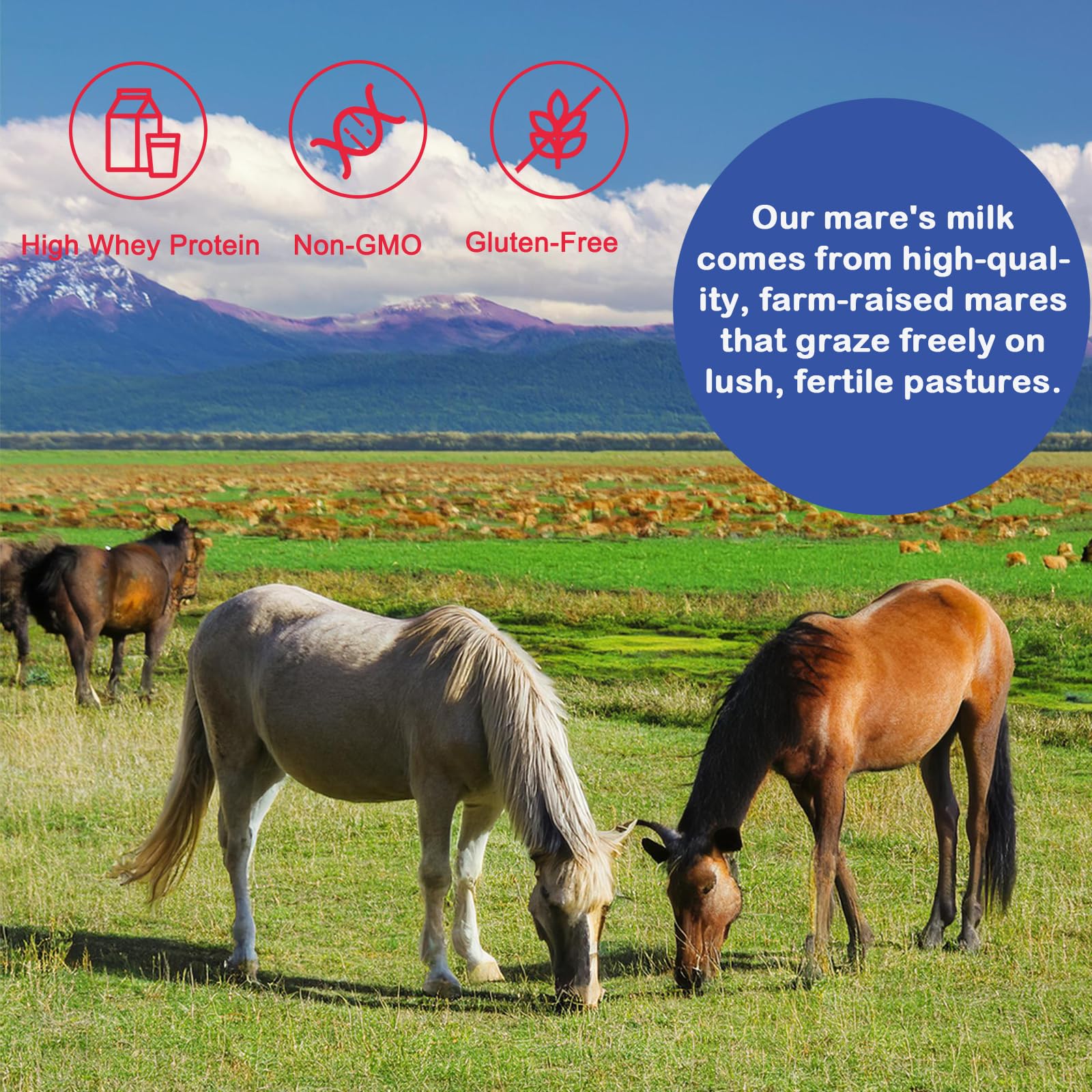 Pure Organic Horse Milk Powder 250g - 100% Natural, Halal Certified, Rich in Whey Protein | Hypoallergenic Alternative to Camel, Goat & Cow Milk | Immune System Booster | Great for Lactose Intolerance, Baby Formula & Healthy Digestion