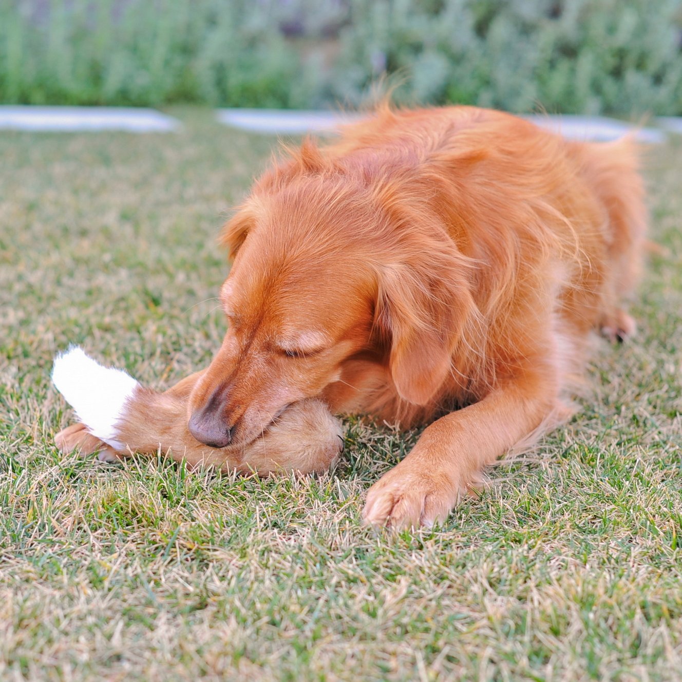 ZippyPaws Squeaky No-Stuffing Plush Dog Toy - Fox Design, Interactive Bushy Tail for Playtime | Perfect for Indoor & Outdoor Fetch, Training, and Chewing Fun