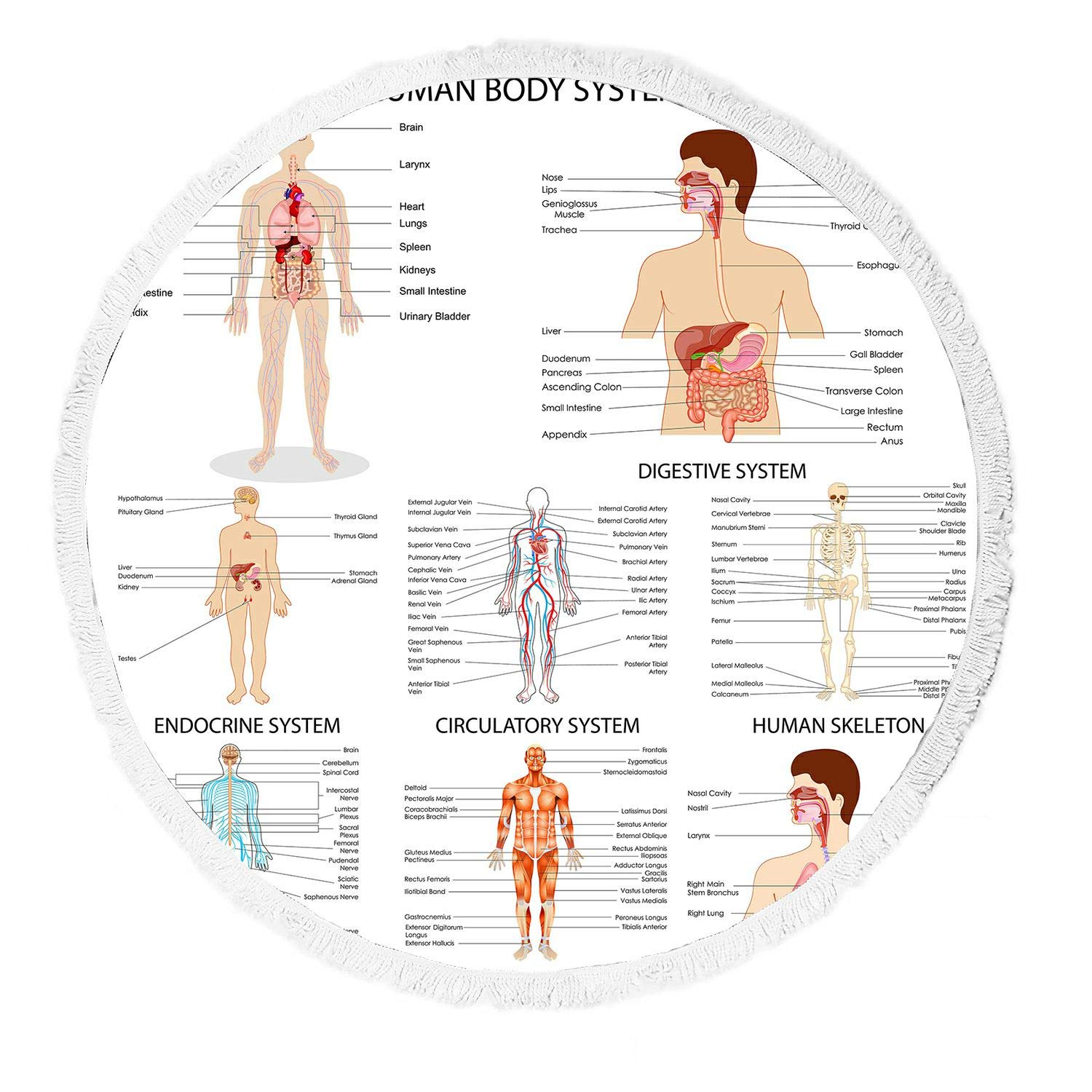 ABPHQTO Human Anatomy Beach Towel - Complete Chart of Different Organ Systems, Large Beach Blanket with Tassels, Yoga Mat & Picnic Throw - Perfect for Beach Days, Poolside Lounging, Yoga Sessions and Outdoor Picnics