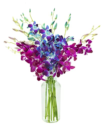 Blue and Purple orchid
