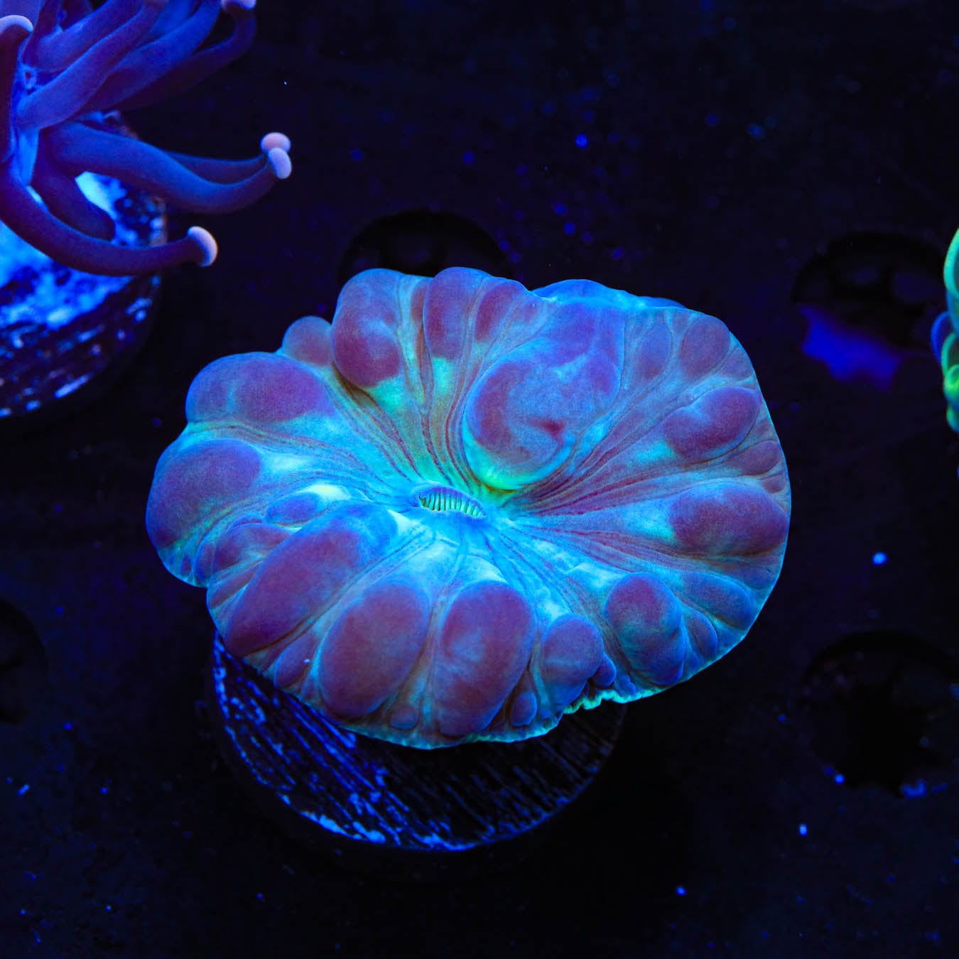 Fox Coral 1122 68 - Premium Artificial Coral Decor for Aquarium & Home Decor | Perfect for Fish Tanks, Office Desk, and Coastal Themed Interior Design