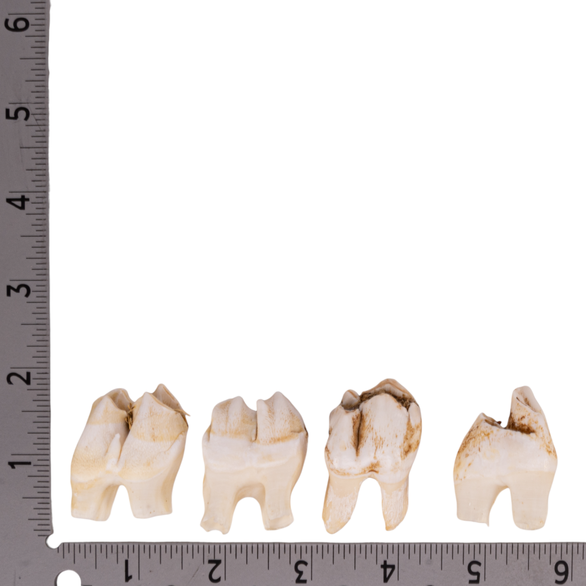 Authentic Southern Giraffe Tooth - Genuine Collectible for Jewelry Making & Home Decor | Rare Natural Specimen for Animal Lovers & Taxidermy Enthusiasts