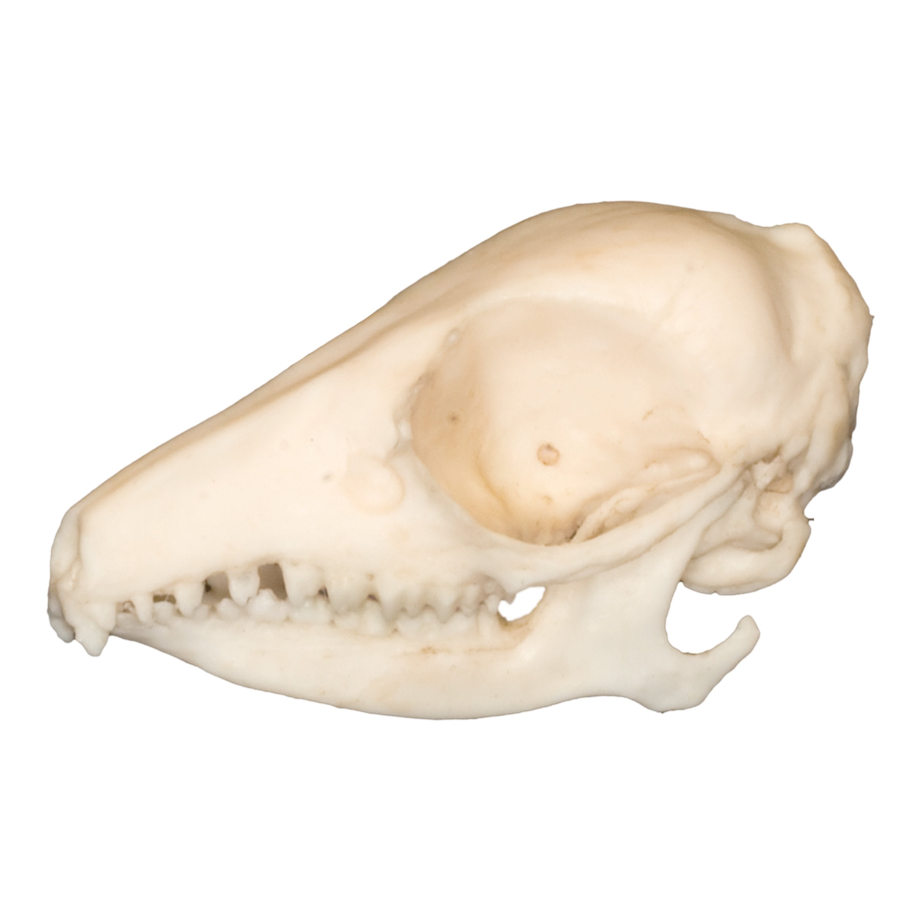 Authentic Elephant Shrew Skull Replica - High-Quality Animal Skull Model for Science Education, Taxidermy & Oddity Collections | Perfect for Classroom Display, Gothic Decor & Natural History Enthusiasts