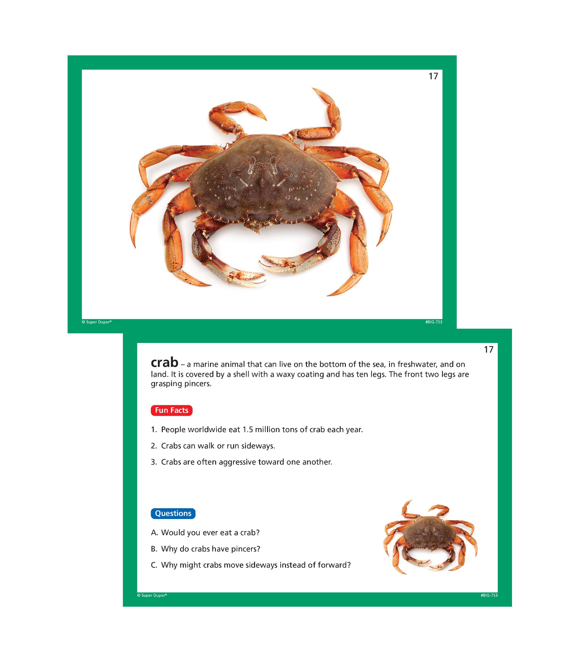Webber® Big Vocabulary Nouns Photo Flash Cards | Educational Learning Resource for Kids | Enhance Language Skills for Preschool & Elementary Students | Perfect for Homeschooling & Classroom Activities