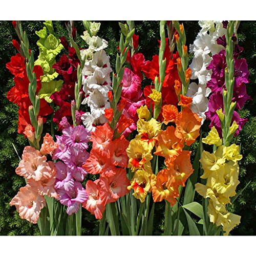 100 Easy to Grow Gladiolus Bulbs - Premium Flower Bulbs for Vibrant Summer Gardens | Perfect for Borders, Cut Flowers & Landscaping