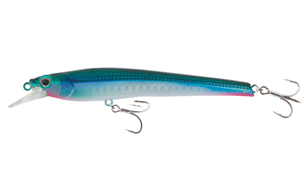 Mangrove Shad