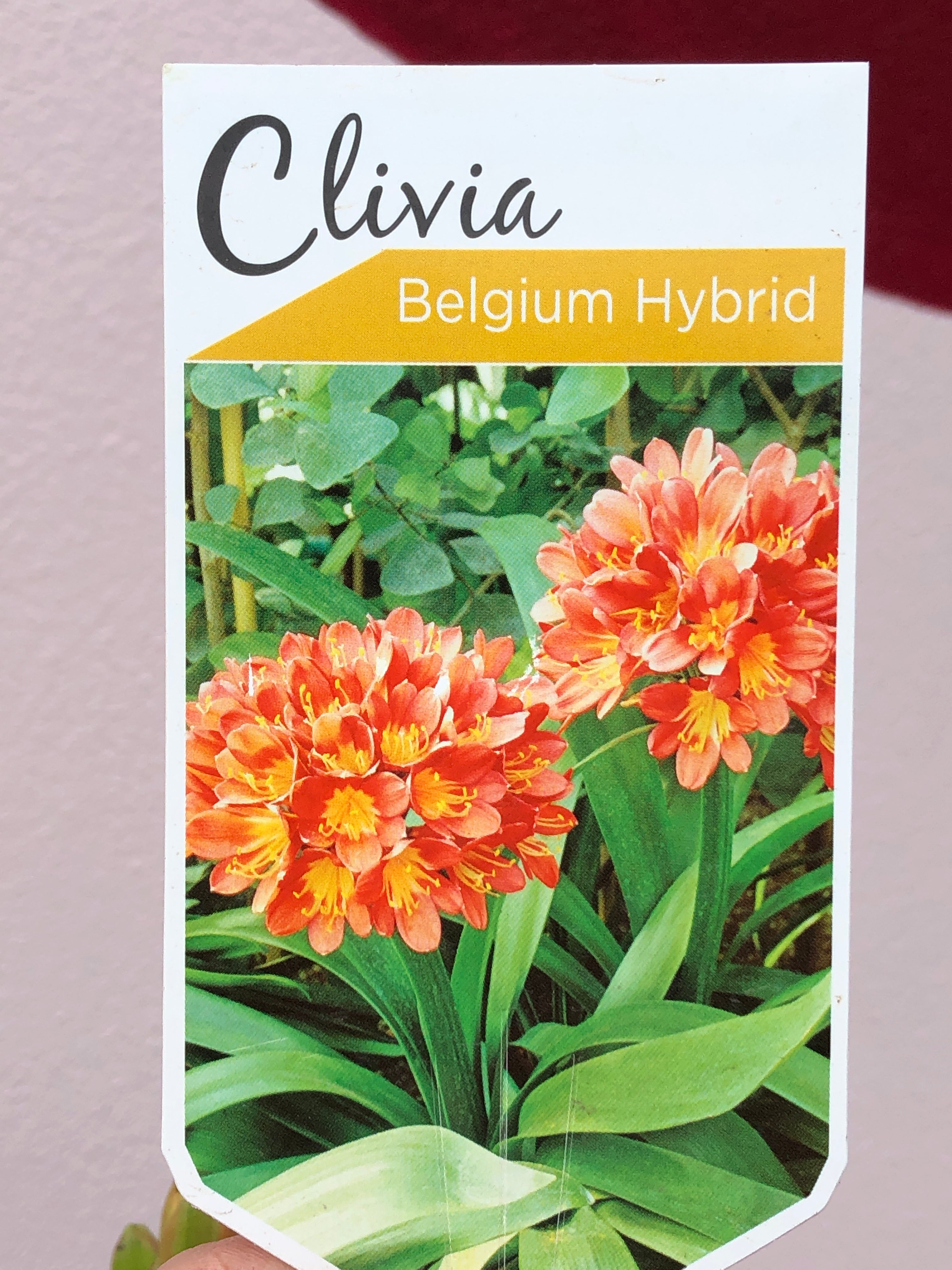 Clivia 'Belgian Hybrid' Orange Flowering Plant - Exotic Indoor Houseplant for Home Decor, Office & Garden - Perfect for Brightening Spaces & Gift Giving