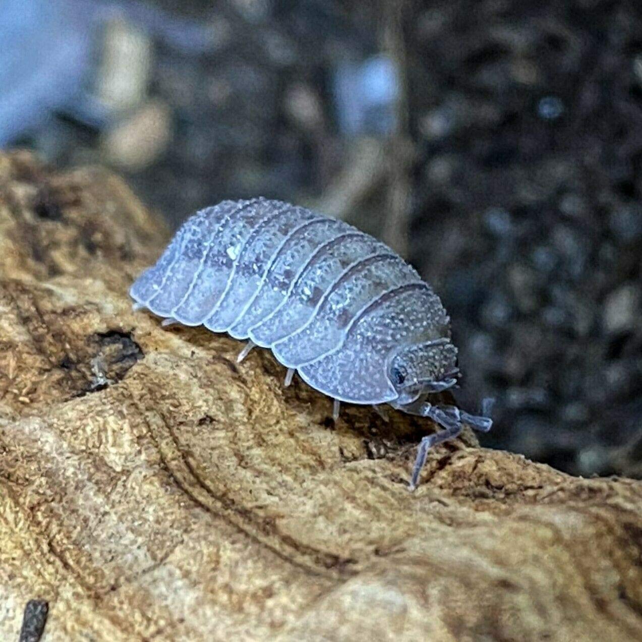12+ Count Live Armadillidium peraccae Isopods - Bio-Active Cleaner Crew for Terrariums & Vivariums | Natural Cleanup Crew for Reptile Tanks & Bioactive Enclosures