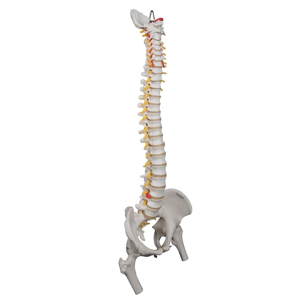 Highly Flexible Spine Model with Femur Heads - Anatomical Spine Model for Medical Students, Chiropractors & Physical Therapists - Perfect for Study, Training & Patient Education