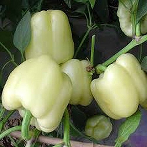 Organic White Cloud Sweet Pepper Seeds - Non-GMO Bell Pepper Seeds for Planting (10 Seeds) - Perfect for Home Garden, Kitchen, and Fresh Salads