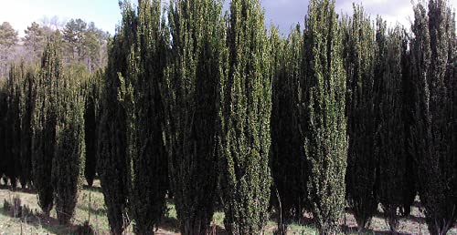 Sky Pencil Holly Live Plants (2 Pack) - Evergreen Shrubs for Privacy Hedges, Landscaping & Garden Decor