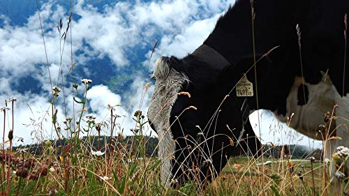 20x30 Inch Laminated Cow Mountains Clouds Cattle Nature Alps Poster - Bright Colors & Vivid Imagery - Perfect for Home, Office & Nursery Decor - Fits Standard Frames