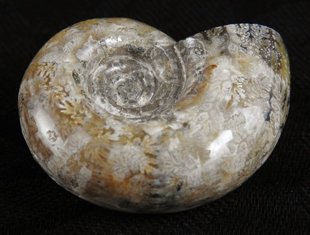 Authentic Ammonite Fossil from Morocco - Natural Stone Specimen for Collectors, Home Decor & Gifts | Perfect for Geology Enthusiasts, Office Display & Meditation Spaces