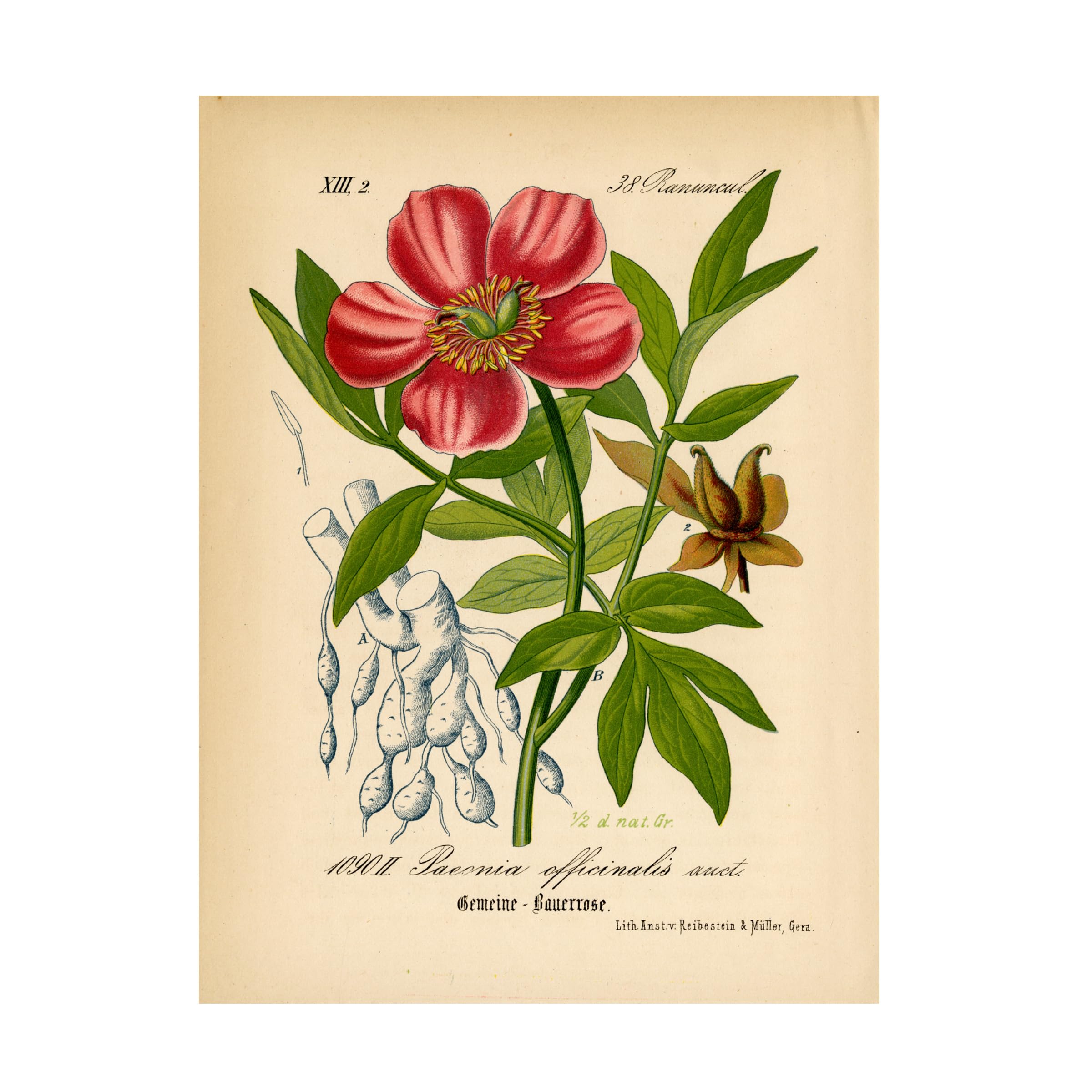 Trademark Fine Art 'Paeonia Officinalis' Floral Canvas Wall Art Print - Handmade Botanical Decor for Living Room, Bedroom & Office