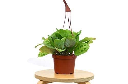 Prayer Plant 'Maranta Leuconeura' - 6 Inch Live Tropical Houseplant - Easy Care Indoor Plant for Home & Office Decor | USA Grown | Perfect for Beginners & Plant Lovers