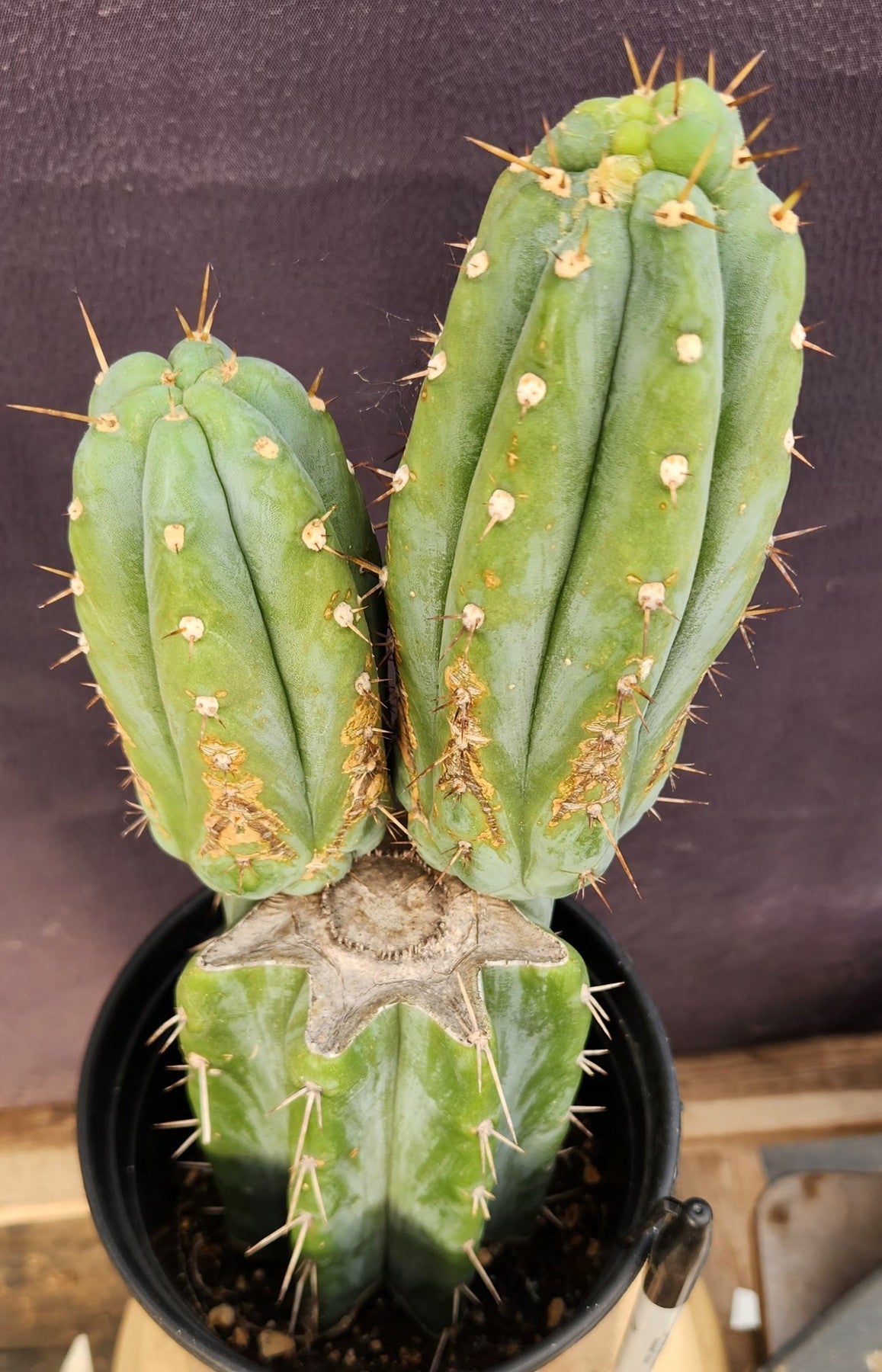 EC117 EXACT Trichocereus Bridgesii JADA Cactus 13.5