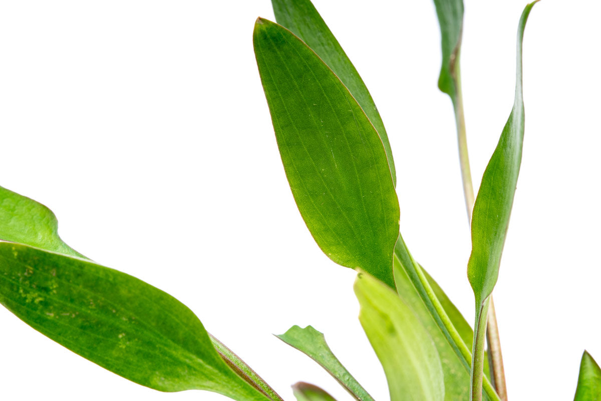 Cryptocoryne Lutea Aquatic Plant - Live Freshwater Aquarium Plant for Fish Tanks | Perfect for Aquascaping, Low-Tech Tanks & Natural Habitat Setup