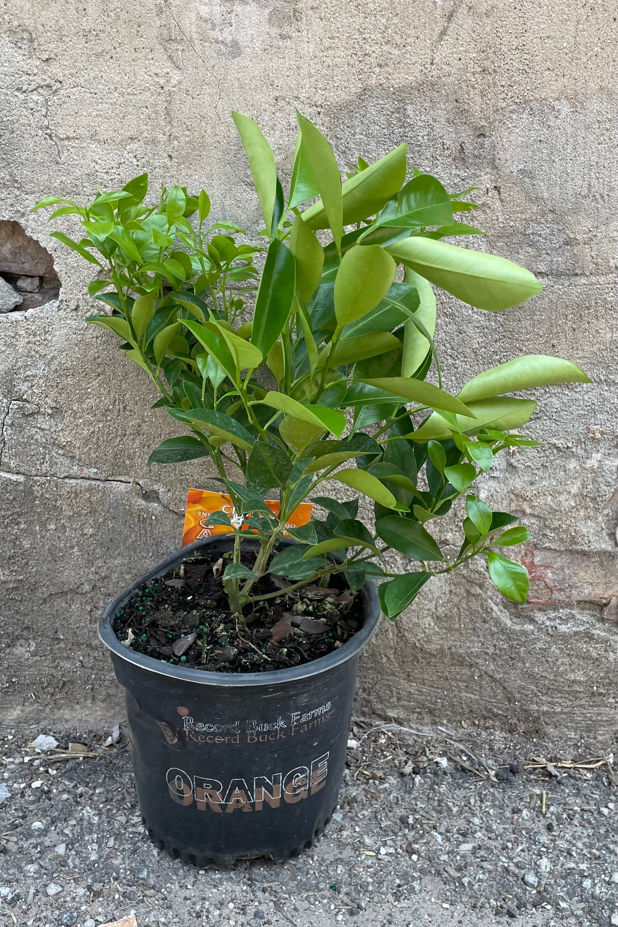 Calamondin Orange Tree (Citrus x microcarpa) - 8 Inch Potted Dwarf Fruit Plant for Home Garden, Patio & Indoor Decor | Fresh Citrus Fruit Production | Perfect for Small Spaces & Container Gardening