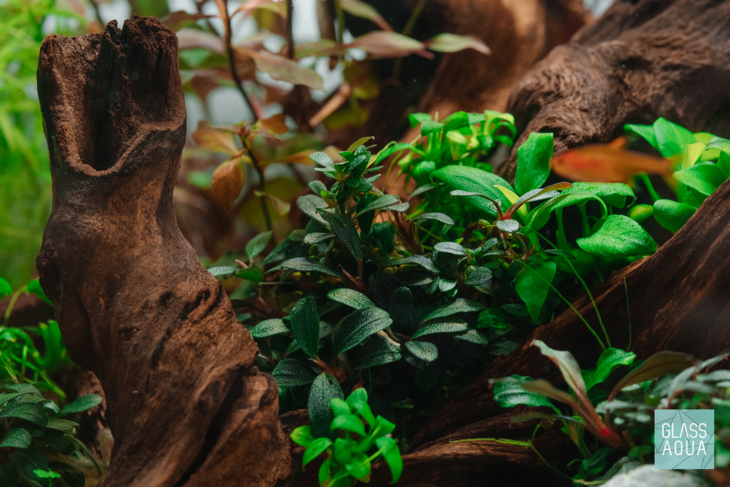 Bucephalandra Red Mini Aquatic Plant - Live Aquarium Plants for Fish Tank, Freshwater Aquascaping, Low Light Aquarium Decor | Perfect for Nano Tanks, Shrimp Tanks & Planted Aquariums