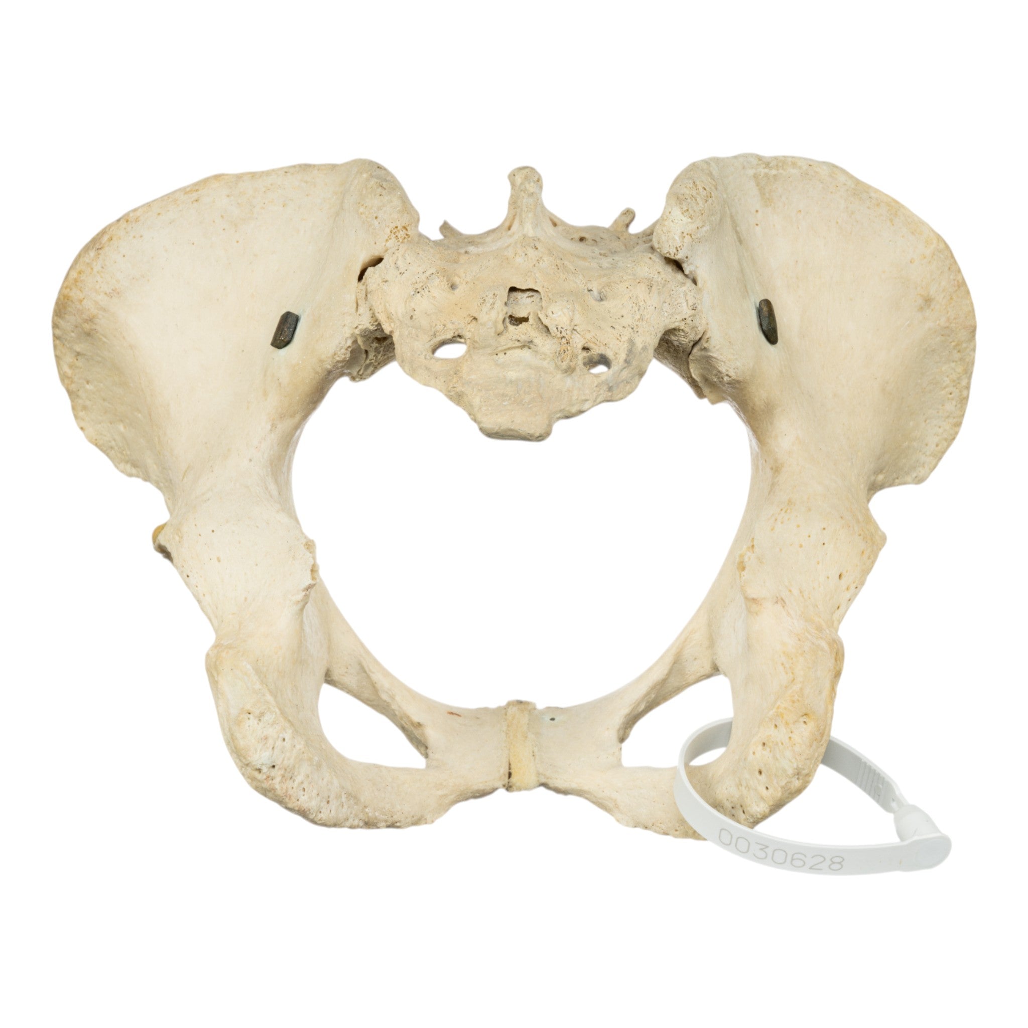 Real Human Pelvis and Sacrum Articulated - Anatomical Model for Medical Education, Study, and Display