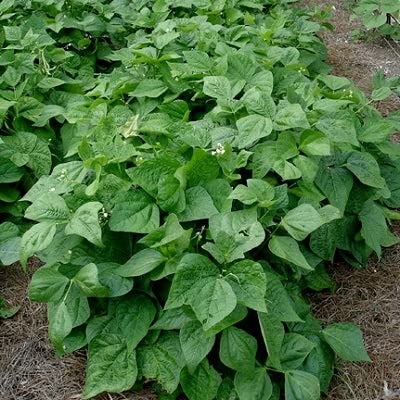 Eden Brothers Non-GMO Contender Bush Bean Seeds - 1 Pound Pack for Planting | High Yield, Easy to Grow Vegetable Seeds for Warm Season Planting in USDA Zones 3-9 | Perfect for Home Gardens, Raised Beds & Container Gardening