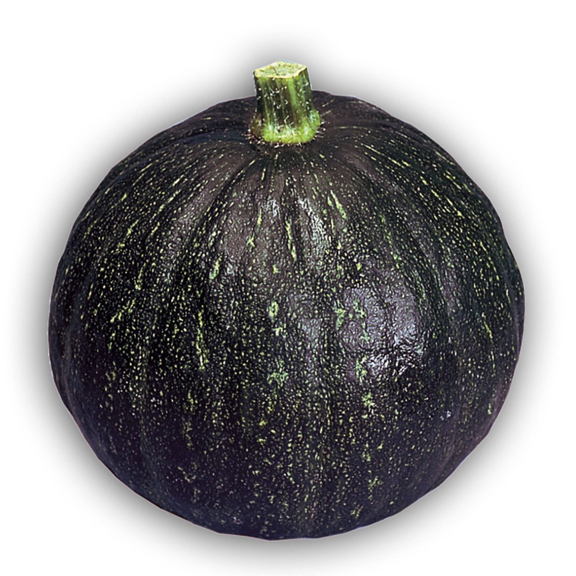 Non-GMO Tetsukabuto Winter Squash Seeds - Japanese F1 Hybrid Variety - 4 Oz Pack (~624 Seeds) - Perfect for Asian Cuisine & Home Gardening