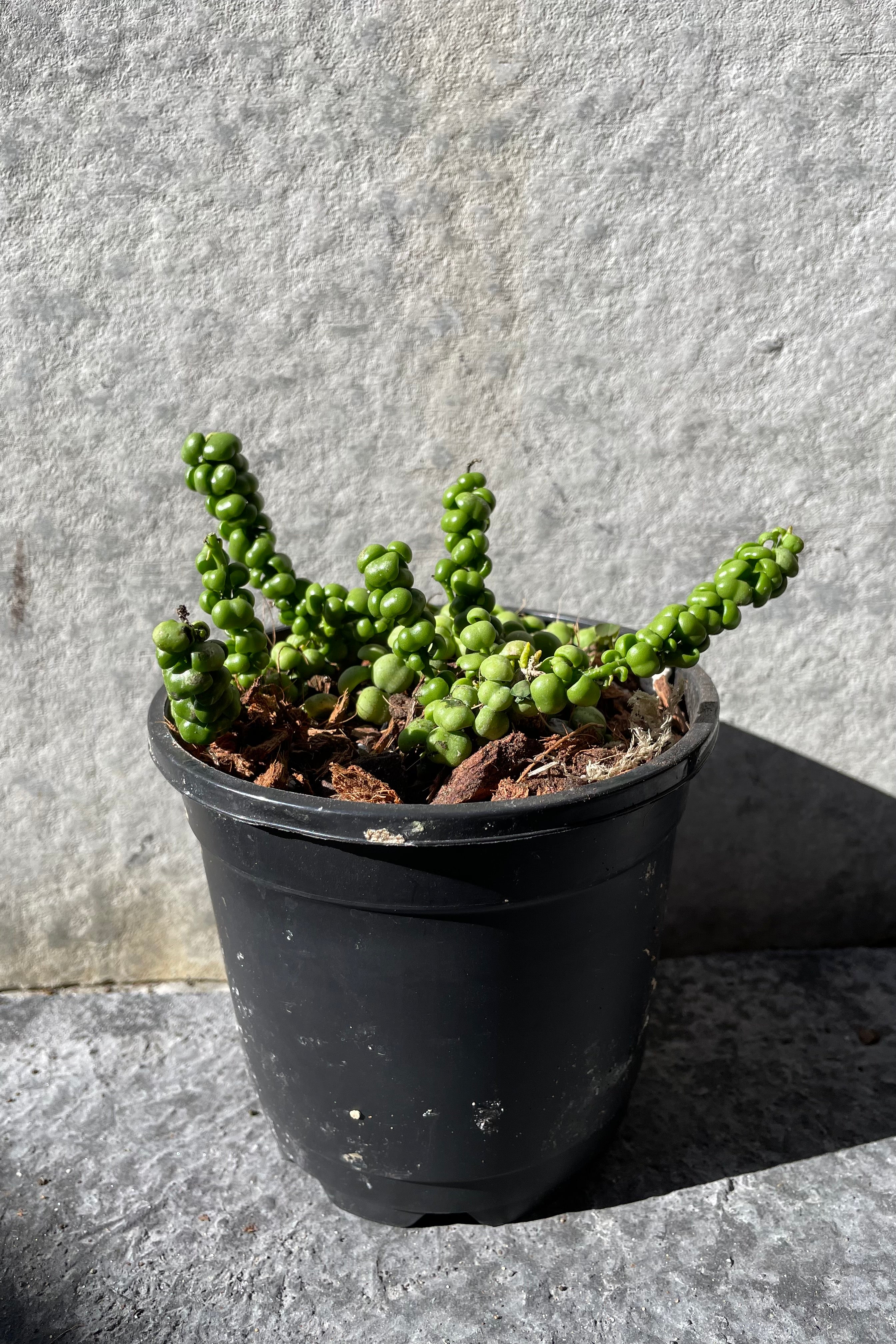 Dischidia nummularia 'Dragon Jade' - 6 Inch Hanging Basket, Rare Succulent Plant for Home & Office Decor | Perfect for Indoor Gardens, Terrariums, and Gift Ideas