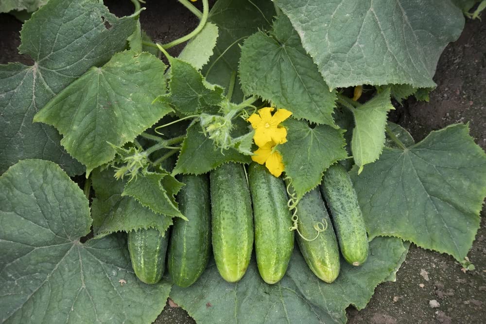 Organic Spacemaster Cucumber Seeds - 100+ Heirloom Non-GMO Seeds (Cucumis sativus) | 85% Germination Rate | Perfect for Home Gardens, Containers & Vertical Gardening