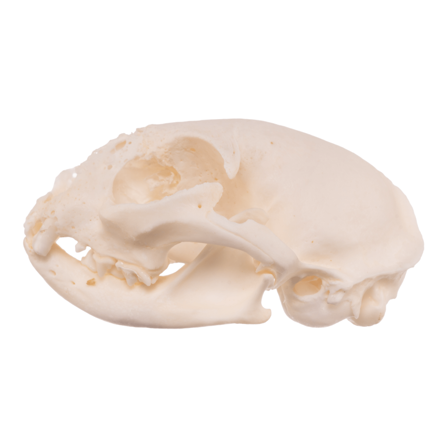 Authentic Domestic Cat Skull Specimen for Veterinary Study & Pathology Research | Perfect for Anatomy Education, Taxidermy & Oddity Collections