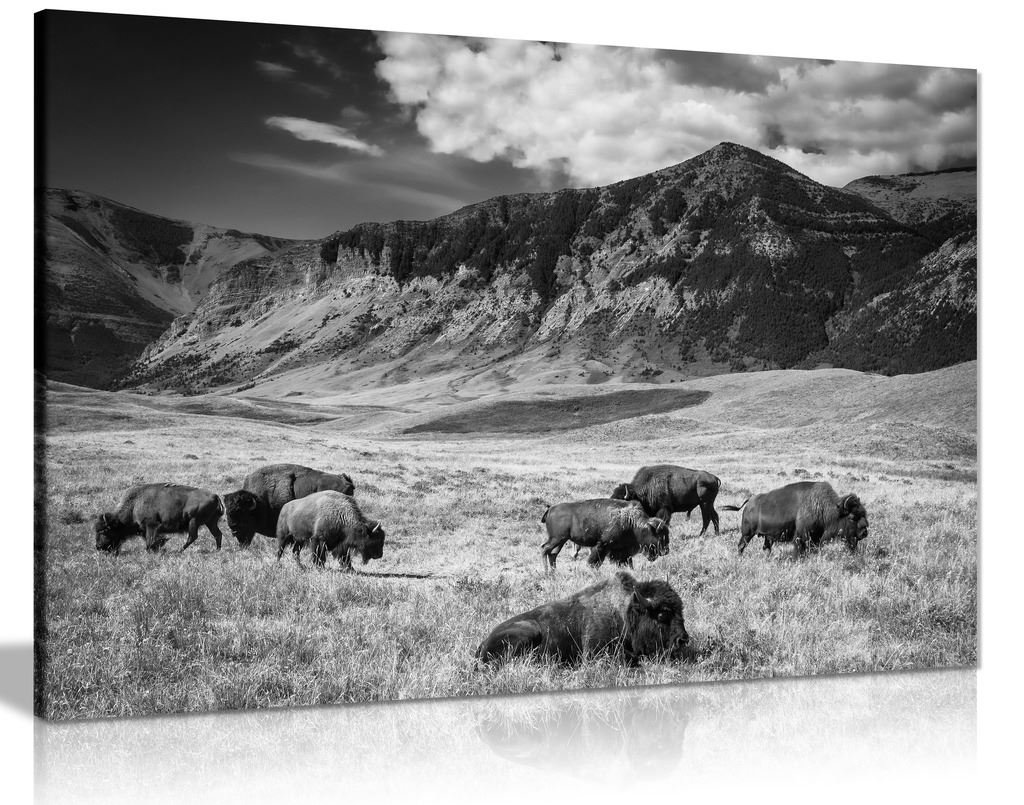 Black and White Buffalo Grazing Mountain Landscape Canvas Wall Art Print - 36x24 Inches - Modern Farmhouse & Western Home Decor for Living Room, Bedroom, Office