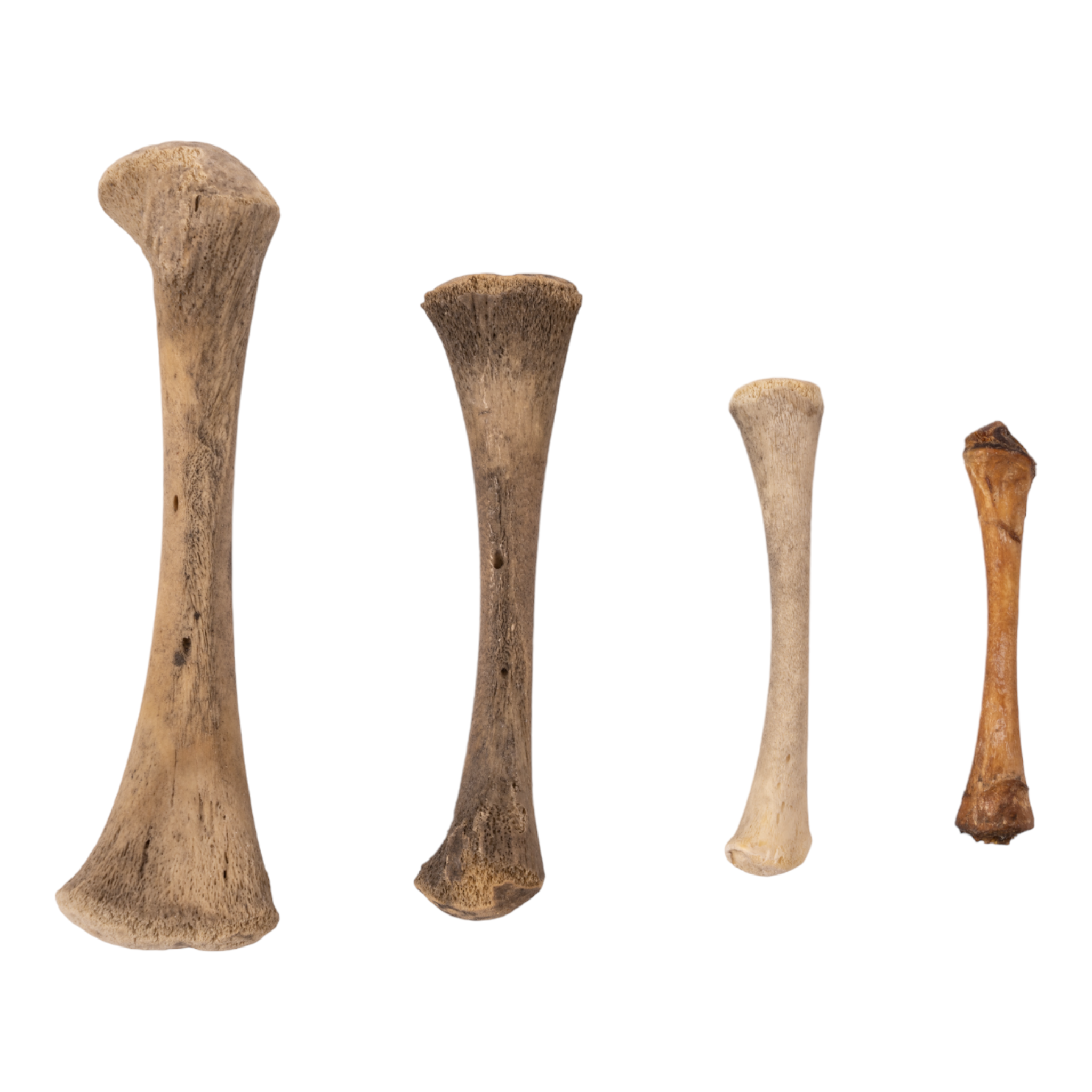 High-Quality Human Fetal Femur Bone Specimen for Medical Research & Education - Ideal for Anatomy Studies, Pathology Labs, and Forensic Science Applications