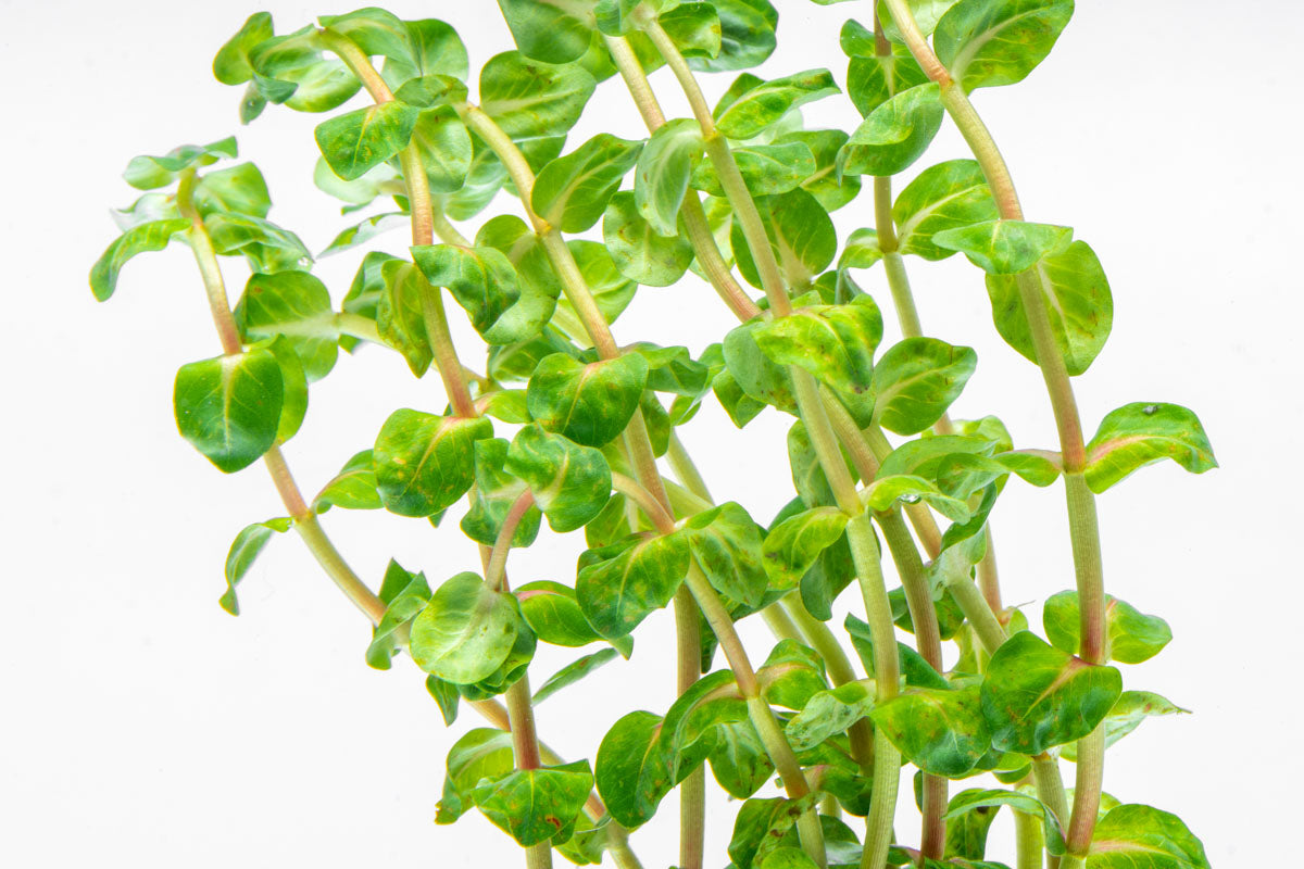 Rotala Sp. Pearl - Live Aquarium Plants for Freshwater Fish Tanks | Perfect for Aquascaping, Nano Tanks & Shrimp Habitats