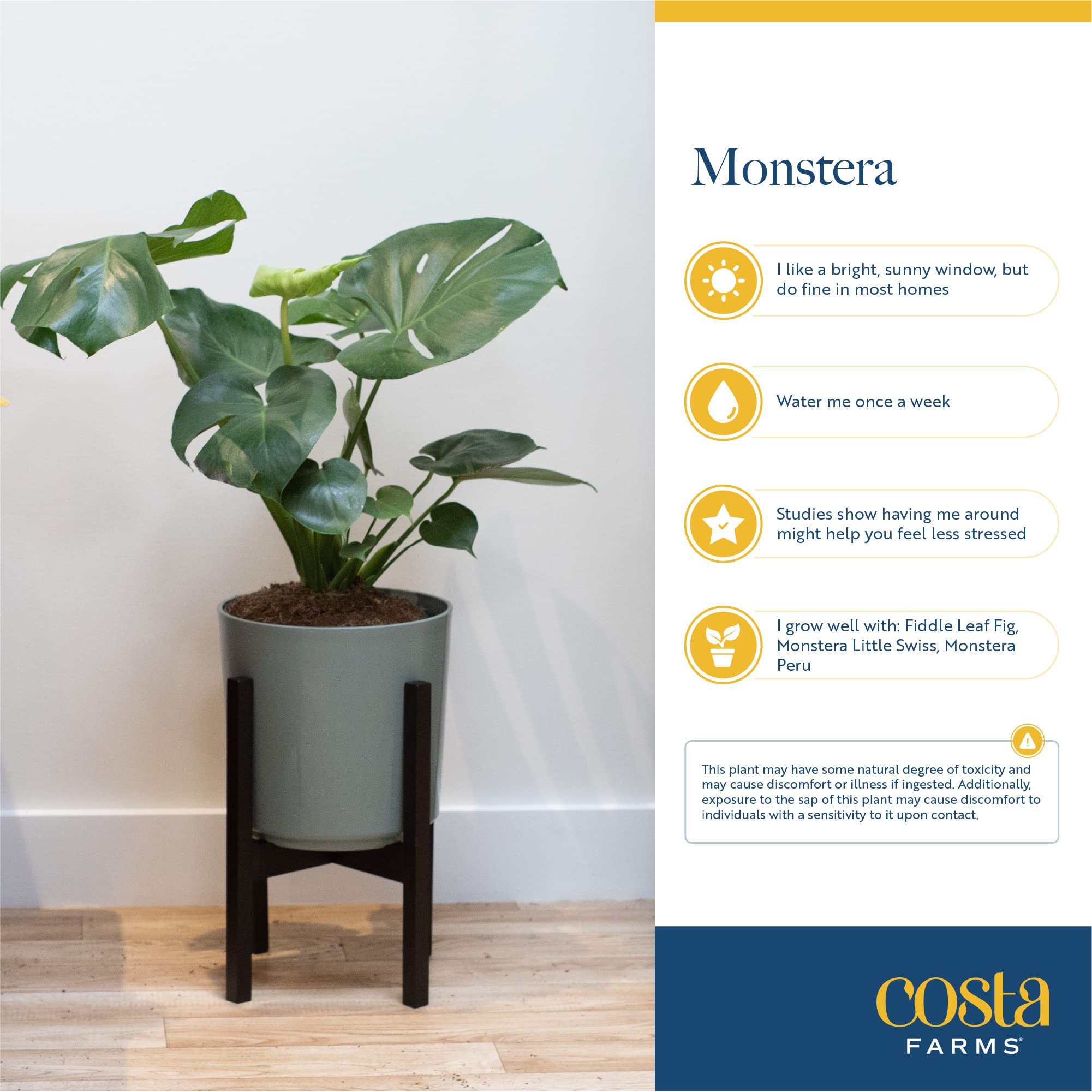 Costa Farms Live Thai Constellation Monstera Plant - 2-3 Feet Tall Indoor Houseplant with Decorative Pot | Trending Tropicals Collection for Home, Office & Room Decor | Perfect for Living Room, Bedroom & Workspace Greenery